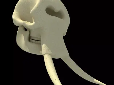 Realistic Elephant Skull 3D model