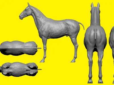 Realistic Horse Basemesh with LOD s 3D model