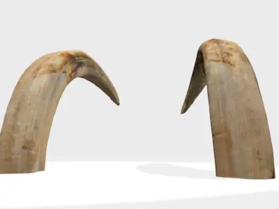 African wild boar tusks photoscan 3D model