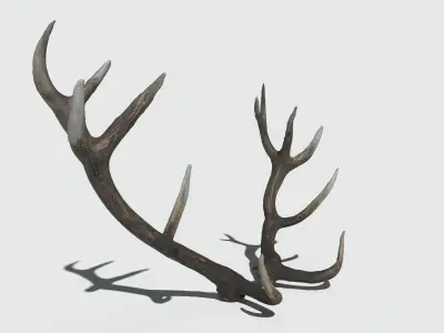 Reed Deer Antlers Scan 3D model