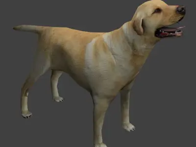 Labrador Dog Low-poly 3D model