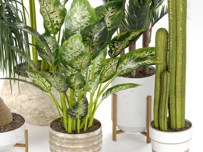 Indoor Tropical Plants Collection 3D model