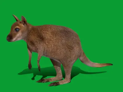 Wallaby Low-poly 3D model