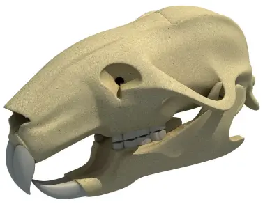 Rat Skull 3D model