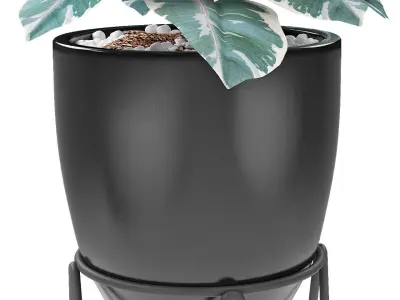 Plant in Pot Flowerpot Exotic Plant 3D model 19