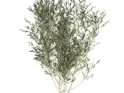 Decorative olive tree in a black flowerpots 648 3D model