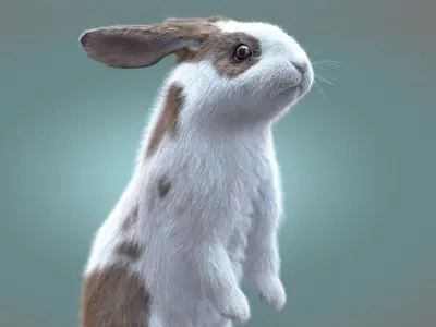 Rabbit Spotted ANIMATED XGEN CORE 3D model