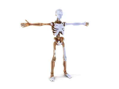 Human Skeleton Anatomy Model Pack Low-poly 3D model