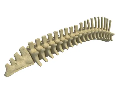 Mammal Spinal Column 3D model