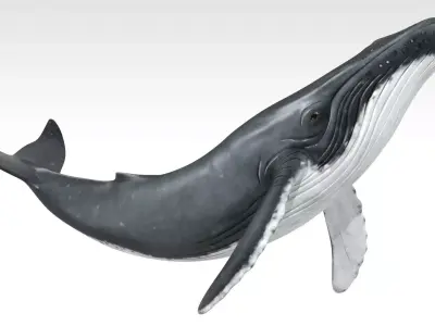 Humpback Whale Low-poly 3D model 3