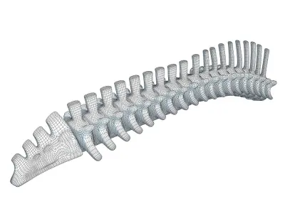 Mammal Spinal Column 3D model