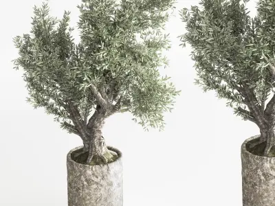 Bonsai And Indoor Plant Set 50 3D model