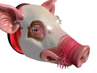 Realistic Pig Head Bust PBR Low-poly 3D model