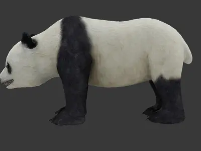 panda bear Low-poly 3D model