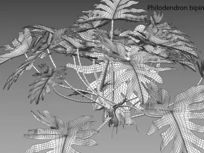 Philodendron bipinnatifidum - Philodendron selloum Split 3D model