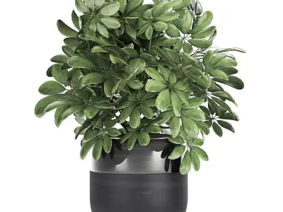 Decorative Schefflera in flowerpots 766 3D model