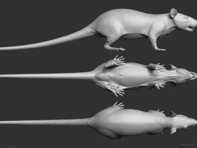 Rat - Highpoly Sculpture 3D model