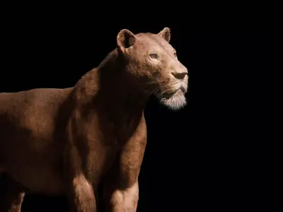 Young Lion 3d Blender model 3D model