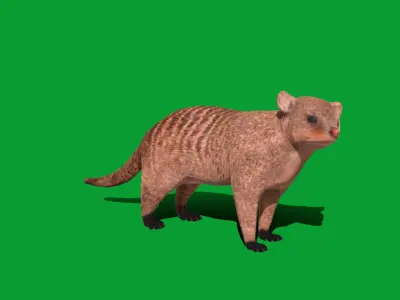 Banded Mongoose Low-poly 3D model