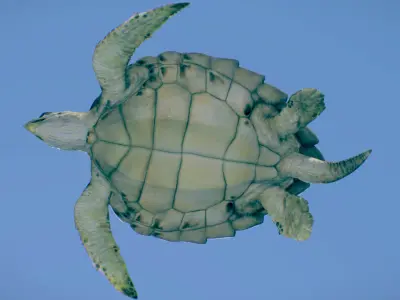 Hawksbill Sea Turtle  3D model