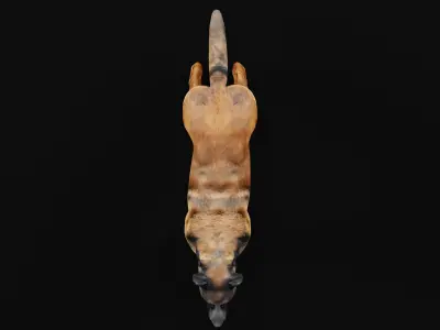 Belgian Shepherd Tervuren Dog Breed 3D model