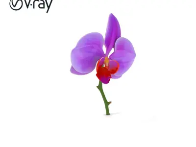 Orchid Flower D Model Pack Low-poly 3D model