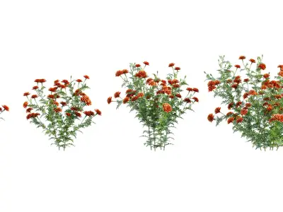 Tagetes - Marigold 3D model