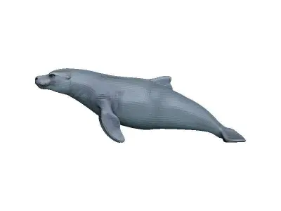 Sea Lion Low-poly 3D model