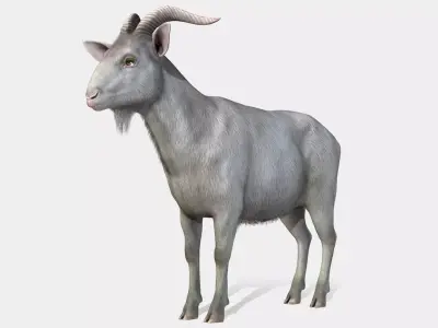 Goat - Male Low-poly 3D model