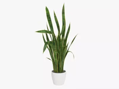 Snake plant Dracaena trifasciata 01 3D model