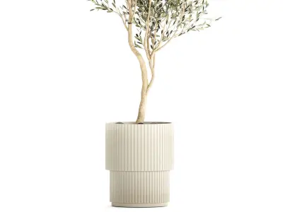 Beautiful Olive tree in a flower pot for decoration 1249 3D model
