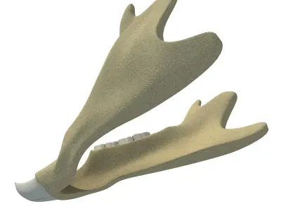 Animal jawbone 3D model