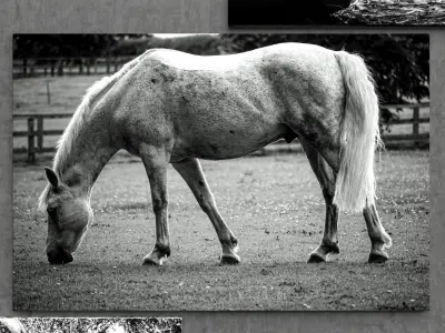 Picture Animals 3D model