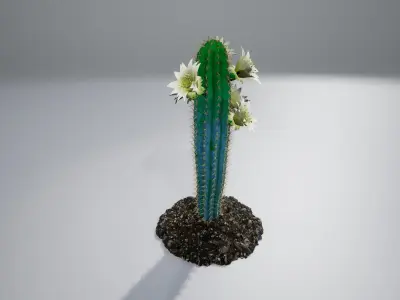 Cactus BF 3D model