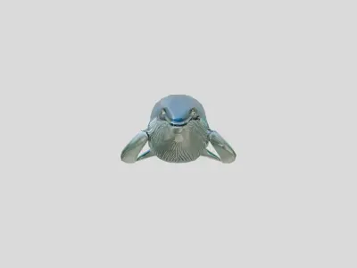 Blue Whale Realistic 3D Model Ocean Mammal Low-poly 3D model