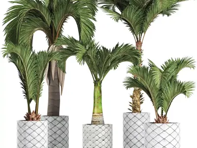 Plants Collection 201 Palms 3D model