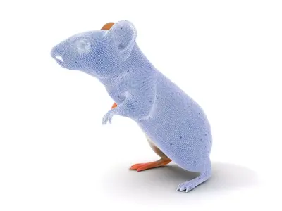 Desert Kangaroo Rat model pack Low-poly 3D model