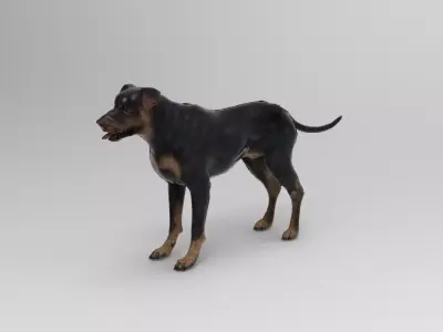 dog 7 3D model