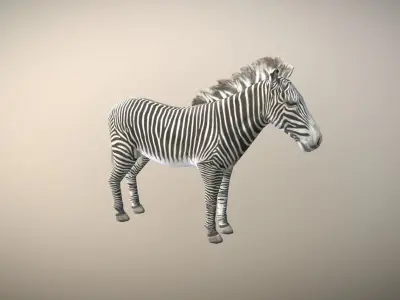 Zebra Animated Low Poly  Low-poly 3D model