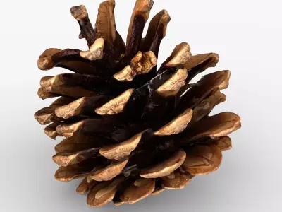 Photorealistic 3D scan of pine conifer cone Low-poly 3D model
