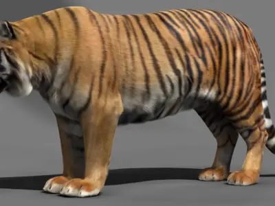 Tiger 3D model