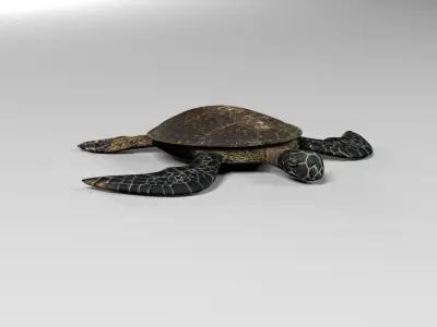 Sea turtle Low-poly 3D model