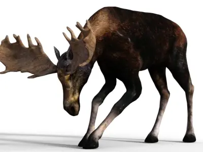 Moose Male 3D model