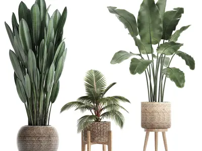 Collection Plants Banana palm Strelitzia coconut palm 400 3D model