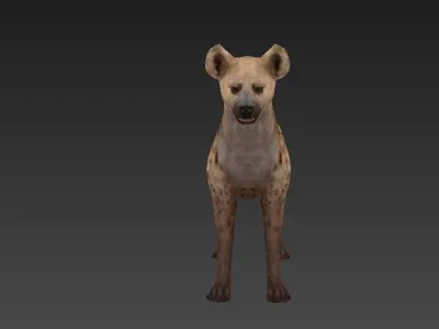 Hyaenidae hyena Low-poly 3D model