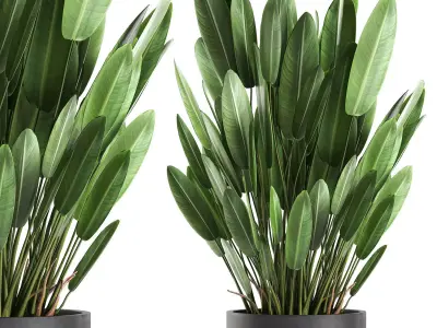 Strelitzia in a pot for the interior 739 3D model