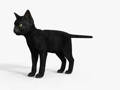 Realistic 3D Black  Kitten Rigged 3D model