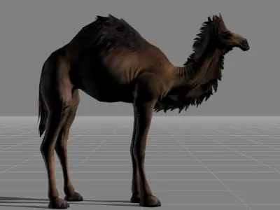 Camel animal 3D model