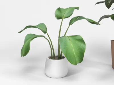 Plants 1 Low-poly 3D model