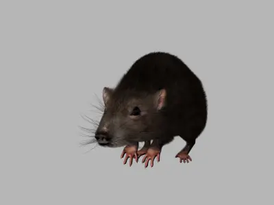 rat 3d model fur 3D model